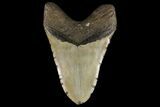 Giant, Fossil Megalodon Tooth - North Carolina #109772-2